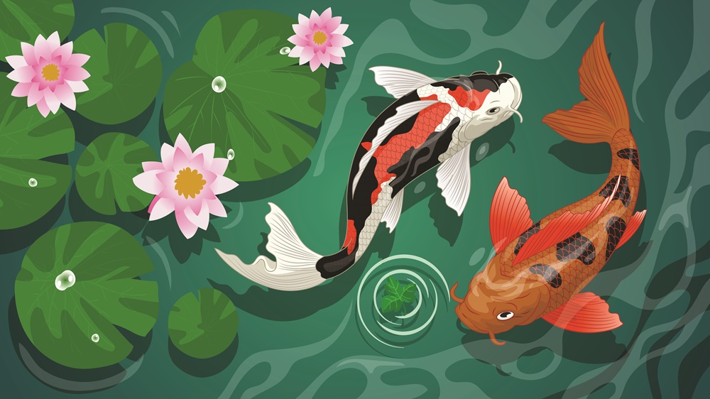 Custom Koi Pond Builders in Connecticut by Normal Aquatics
